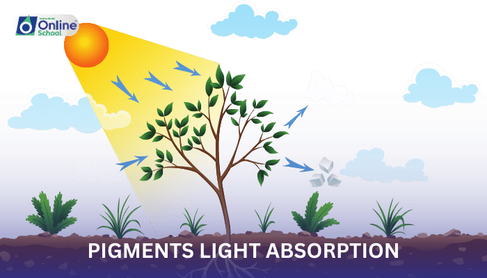 Lesson 02: Photosynthetic Pigments and Light Absorption